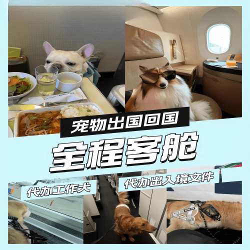 拉萨宠物托运到白俄罗斯宠物入境规定和要求